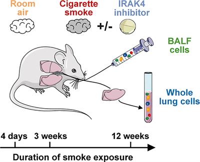 Monocyte-derived alveolar macrophages are key drivers of smoke-induced lung inflammation and tissue remodeling